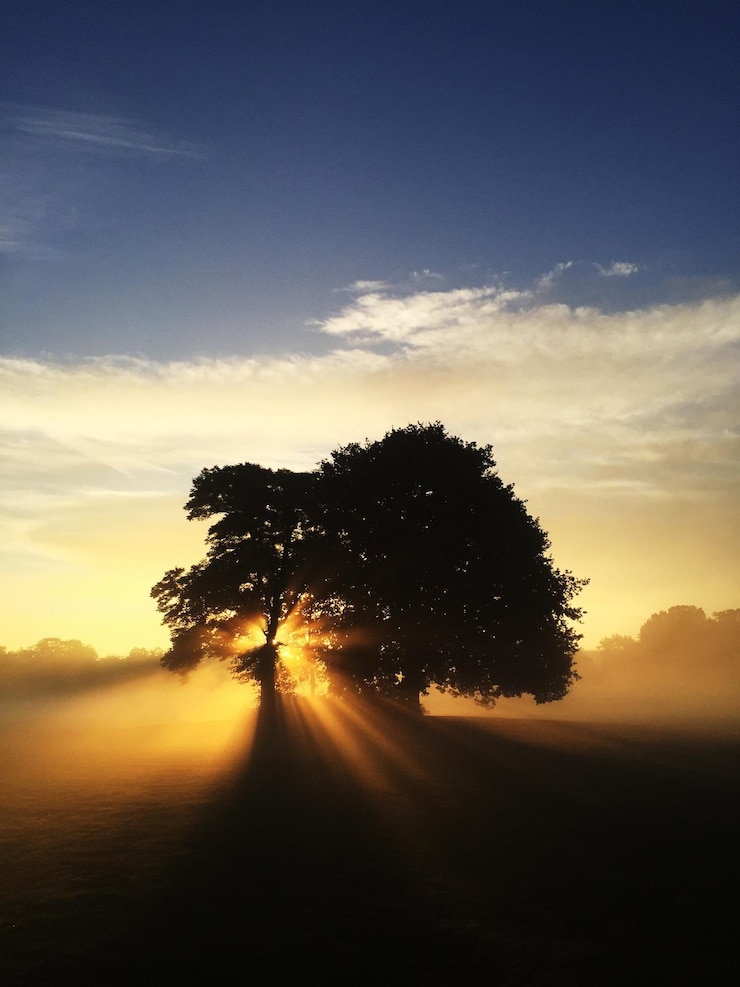 silhouette trees landscape against sky sunset_1048944 5222692
